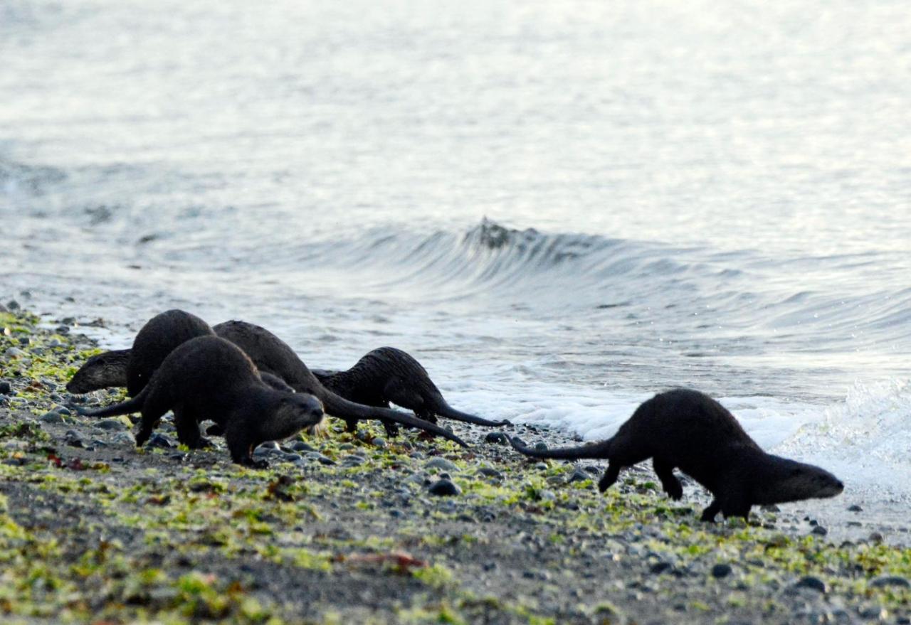Oceanfront Paradise Comox Bagian luar foto