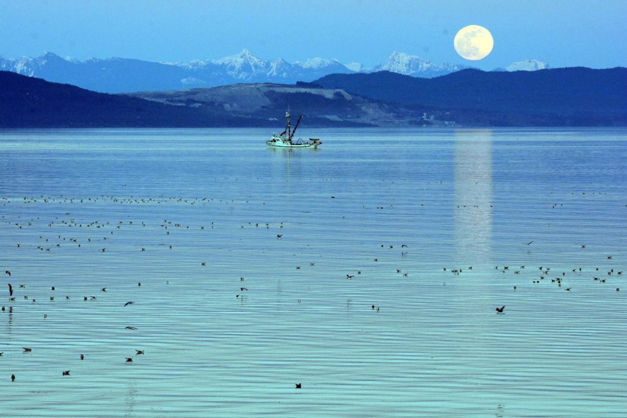 Oceanfront Paradise Comox Bagian luar foto